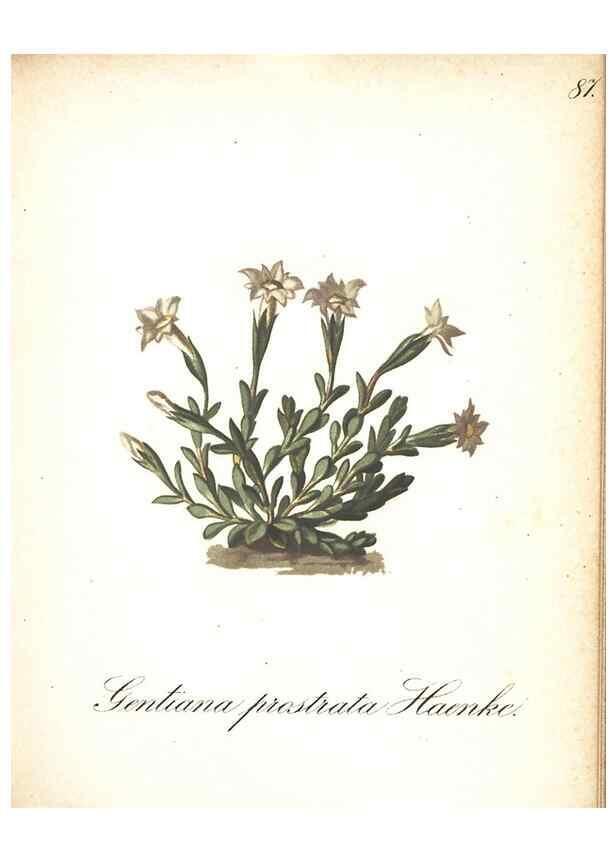 Reproducción/Reproduction 7348793912: Die Alpenpflanzen nach der Natur gemalt /. Prag :F. Tempsky,1879-1884.