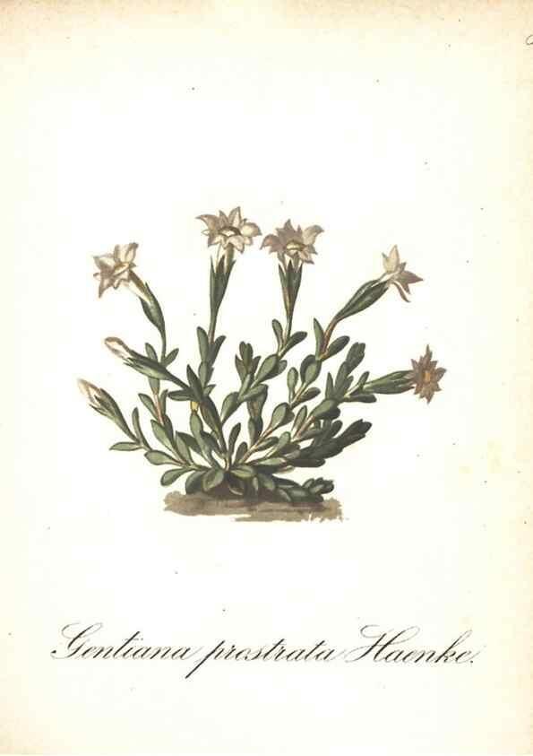 Reproducción/Reproduction 7348793912: Die Alpenpflanzen nach der Natur gemalt /. Prag :F. Tempsky,1879-1884.