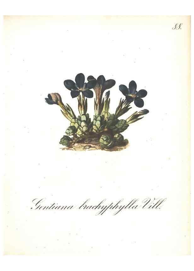 Reproducción/Reproduction 7163583419: Die Alpenpflanzen nach der Natur gemalt /. Prag :F. Tempsky,1879-1884.