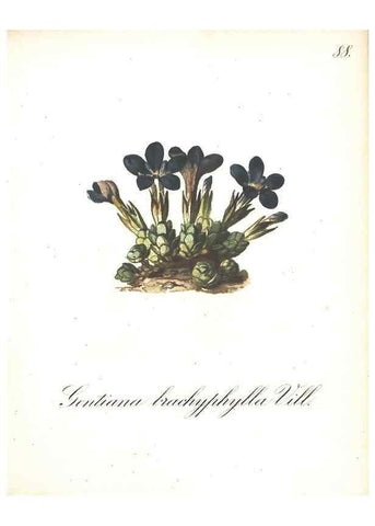 Reproducción/Reproduction 7163583419: Die Alpenpflanzen nach der Natur gemalt /. Prag :F. Tempsky,1879-1884.