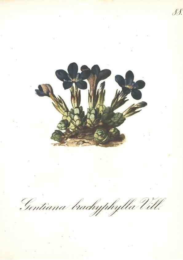 Reproducción/Reproduction 7163583419: Die Alpenpflanzen nach der Natur gemalt /. Prag :F. Tempsky,1879-1884.