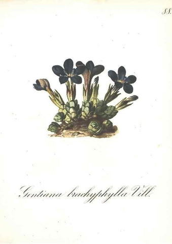 Reproducción/Reproduction 7163583419: Die Alpenpflanzen nach der Natur gemalt /. Prag :F. Tempsky,1879-1884.