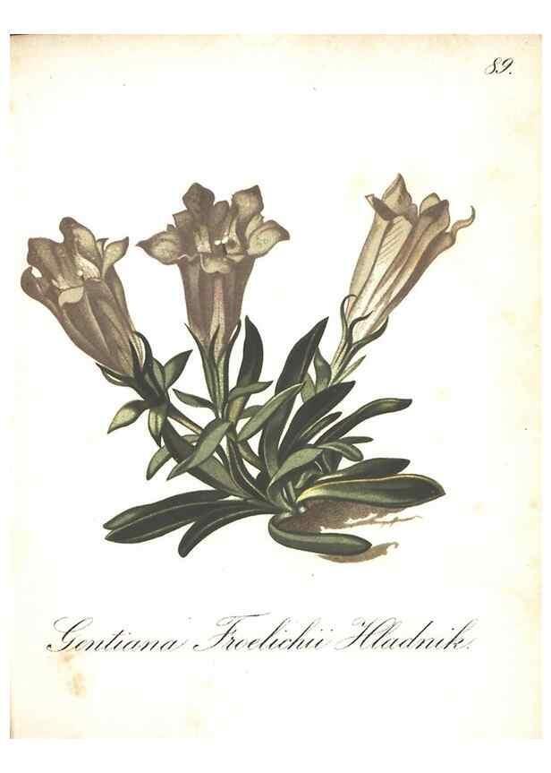 Reproducción/Reproduction 7163583955: Die Alpenpflanzen nach der Natur gemalt /. Prag :F. Tempsky,1879-1884.