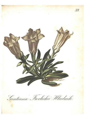 Reproducción/Reproduction 7163583955: Die Alpenpflanzen nach der Natur gemalt /. Prag :F. Tempsky,1879-1884.