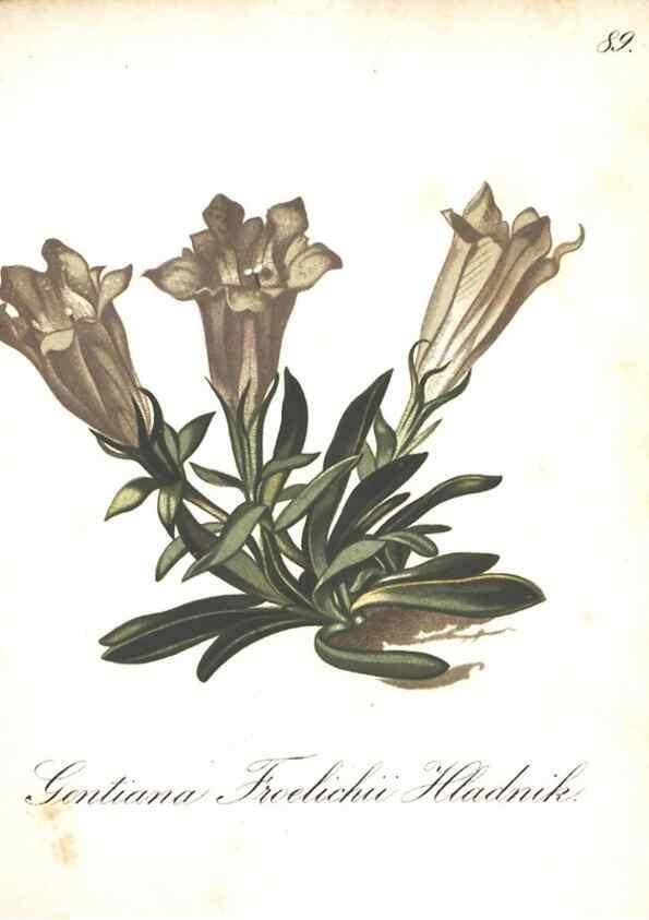 Reproducción/Reproduction 7163583955: Die Alpenpflanzen nach der Natur gemalt /. Prag :F. Tempsky,1879-1884.