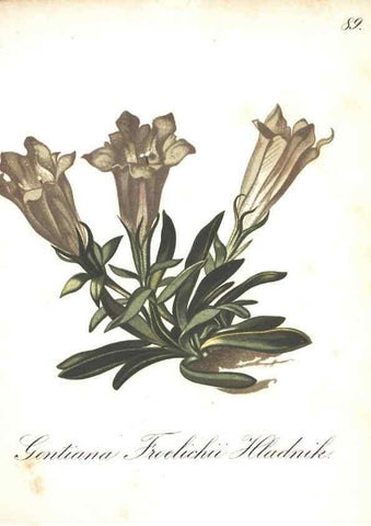 Reproducción/Reproduction 7163583955: Die Alpenpflanzen nach der Natur gemalt /. Prag :F. Tempsky,1879-1884.