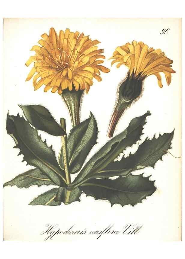 Reproducción/Reproduction 7348795528: Die Alpenpflanzen nach der Natur gemalt /. Prag :F. Tempsky,1879-1884.