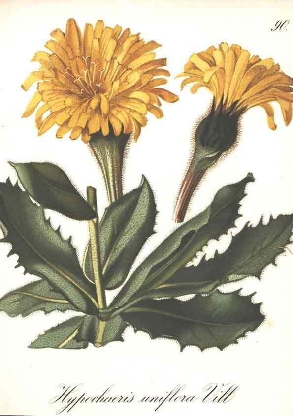 Reproducción/Reproduction 7348795528: Die Alpenpflanzen nach der Natur gemalt /. Prag :F. Tempsky,1879-1884.
