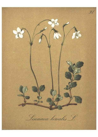 Reproducción/Reproduction 7348796176: Die Alpenpflanzen nach der Natur gemalt /. Prag :F. Tempsky,1879-1884.