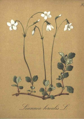 Reproducción/Reproduction 7348796176: Die Alpenpflanzen nach der Natur gemalt /. Prag :F. Tempsky,1879-1884.