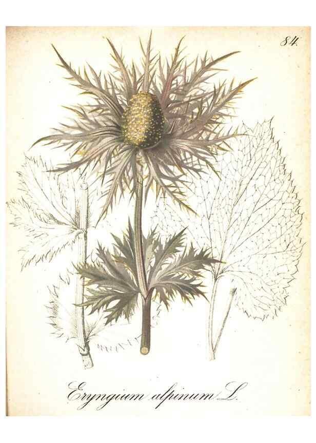 Reproducción/Reproduction 7163581377: Die Alpenpflanzen nach der Natur gemalt /. Prag :F. Tempsky,1879-1884.