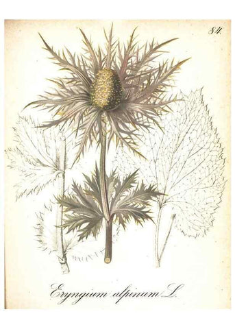 Reproducción/Reproduction 7163581377: Die Alpenpflanzen nach der Natur gemalt /. Prag :F. Tempsky,1879-1884.