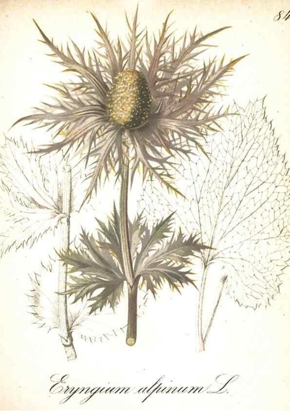 Reproducción/Reproduction 7163581377: Die Alpenpflanzen nach der Natur gemalt /. Prag :F. Tempsky,1879-1884.