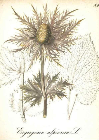 Reproducción/Reproduction 7163581377: Die Alpenpflanzen nach der Natur gemalt /. Prag :F. Tempsky,1879-1884.