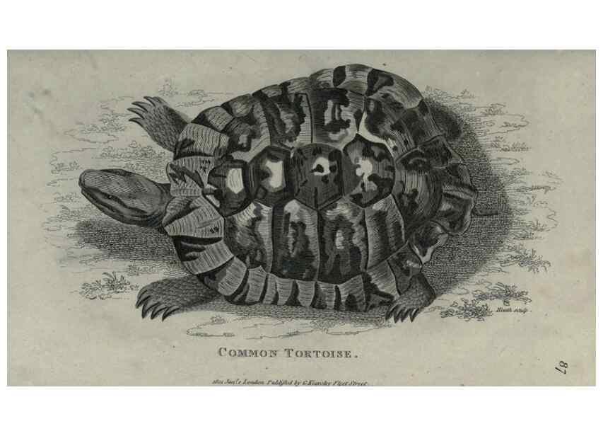 Reproducción/Reproduction 7159667189: Zoological lectures delivered at the Royal Institution. London,Kearsley,1809.