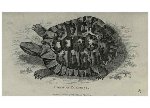 Reproducción/Reproduction 7159667189: Zoological lectures delivered at the Royal Institution. London,Kearsley,1809.