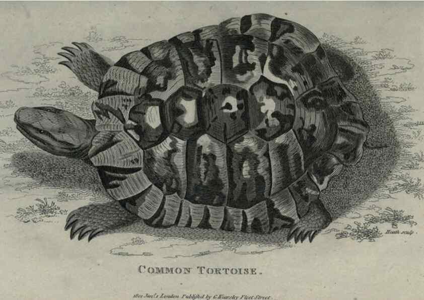Reproducción/Reproduction 7159667189: Zoological lectures delivered at the Royal Institution. London,Kearsley,1809.