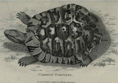 Reproducción/Reproduction 7159667189: Zoological lectures delivered at the Royal Institution. London,Kearsley,1809.