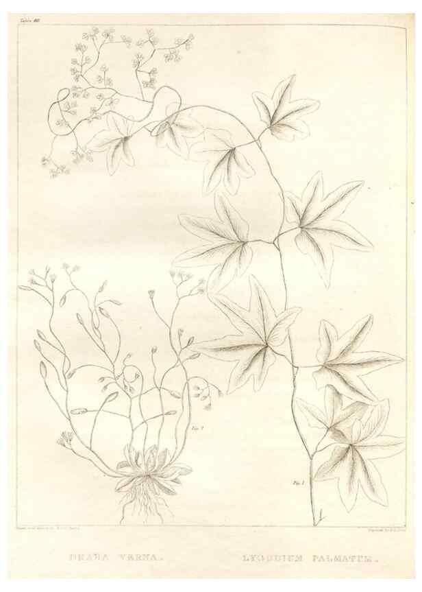 Reproducción/Reproduction 7361689984: A flora of North America :. Philadelphia :M. Carey & Sons,1821-23.