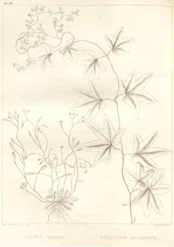 Reproducción/Reproduction 7361689984: A flora of North America :. Philadelphia :M. Carey & Sons,1821-23.
