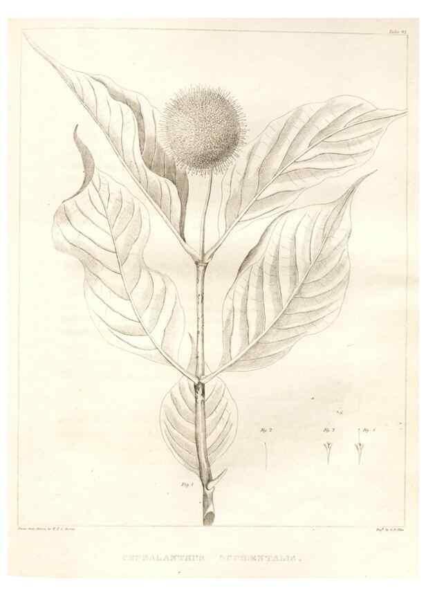 Reproducción/Reproduction 7176467319: A flora of North America :. Philadelphia :M. Carey & Sons,1821-23.