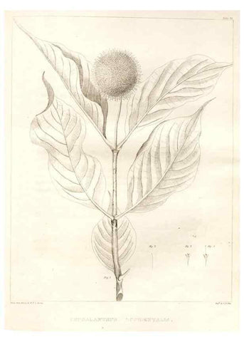 Reproducción/Reproduction 7176467319: A flora of North America :. Philadelphia :M. Carey & Sons,1821-23.
