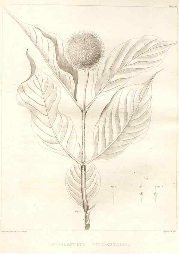 Reproducción/Reproduction 7176467319: A flora of North America :. Philadelphia :M. Carey & Sons,1821-23.