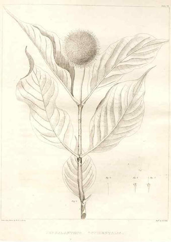 Reproducción/Reproduction 7176467319: A flora of North America :. Philadelphia :M. Carey & Sons,1821-23.