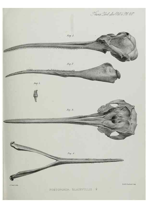 Reproducción/Reproduction 7408489970: Transactions of the Zoological Society of London.. [London] :Published for the Zoological Society of London by Academic Press