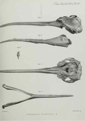 Reproducción/Reproduction 7408489970: Transactions of the Zoological Society of London.. [London] :Published for the Zoological Society of London by Academic Press
