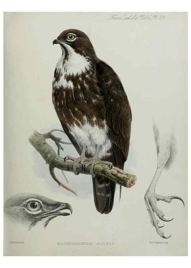 Reproducción/Reproduction 7408491270: Transactions of the Zoological Society of London.. [London] :Published for the Zoological Society of London by Academic Press