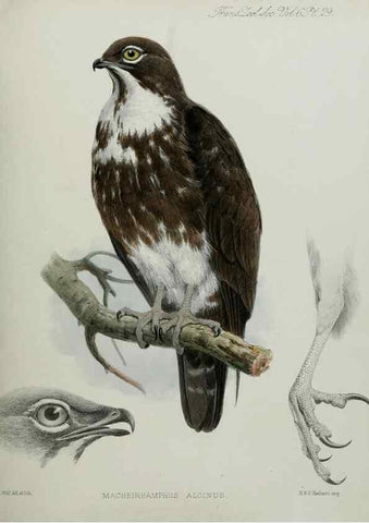 Reproducción/Reproduction 7408491270: Transactions of the Zoological Society of London.. [London] :Published for the Zoological Society of London by Academic Press