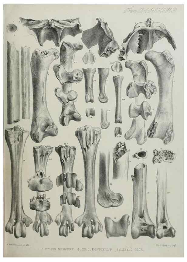 Reproducción/Reproduction 7408492602: Transactions of the Zoological Society of London.. [London] :Published for the Zoological Society of London by Academic Press