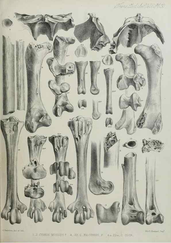 Reproducción/Reproduction 7408492602: Transactions of the Zoological Society of London.. [London] :Published for the Zoological Society of London by Academic Press