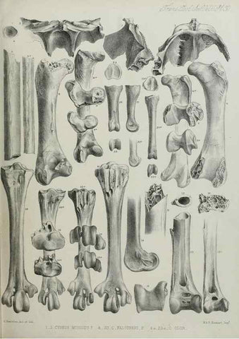Reproducción/Reproduction 7408492602: Transactions of the Zoological Society of London.. [London] :Published for the Zoological Society of London by Academic Press