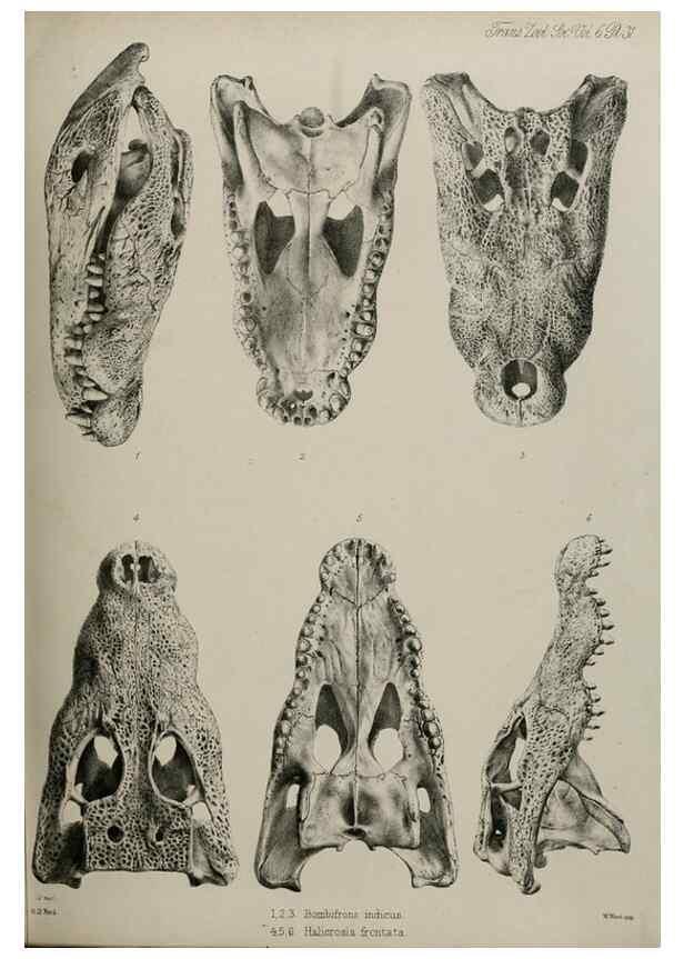 Reproducción/Reproduction 7408494558: Transactions of the Zoological Society of London.. [London] :Published for the Zoological Society of London by Academic Press