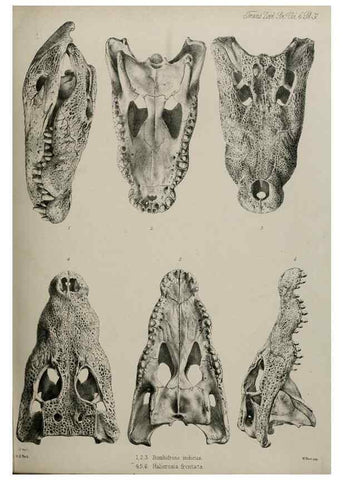 Reproducción/Reproduction 7408494558: Transactions of the Zoological Society of London.. [London] :Published for the Zoological Society of London by Academic Press