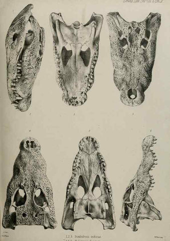 Reproducción/Reproduction 7408494558: Transactions of the Zoological Society of London.. [London] :Published for the Zoological Society of London by Academic Press