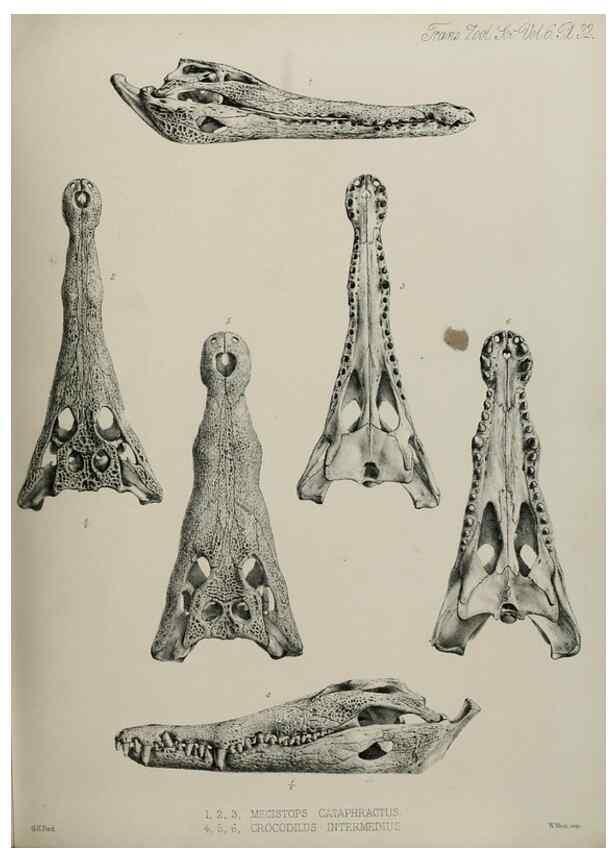Reproducción/Reproduction 7408496158: Transactions of the Zoological Society of London.. [London] :Published for the Zoological Society of London by Academic Press