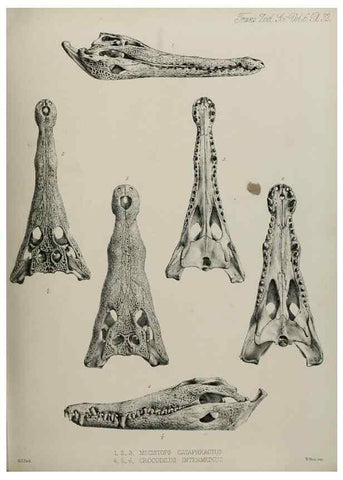 Reproducción/Reproduction 7408496158: Transactions of the Zoological Society of London.. [London] :Published for the Zoological Society of London by Academic Press