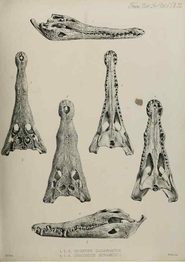 Reproducción/Reproduction 7408496158: Transactions of the Zoological Society of London.. [London] :Published for the Zoological Society of London by Academic Press