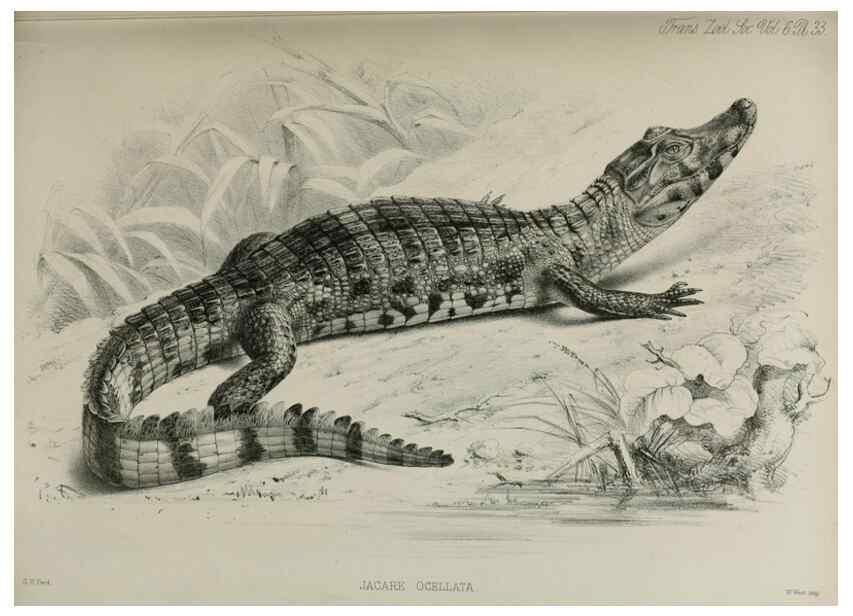 Reproducción/Reproduction 7408498086: Transactions of the Zoological Society of London.. [London] :Published for the Zoological Society of London by Academic Press