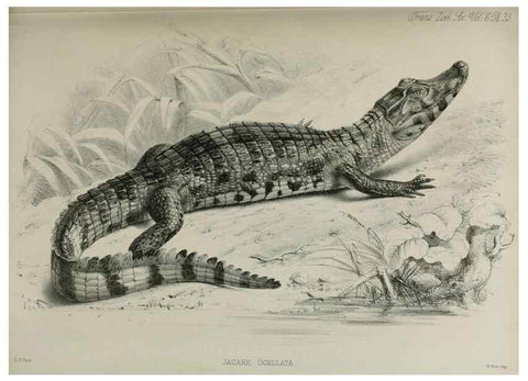Reproducción/Reproduction 7408498086: Transactions of the Zoological Society of London.. [London] :Published for the Zoological Society of London by Academic Press