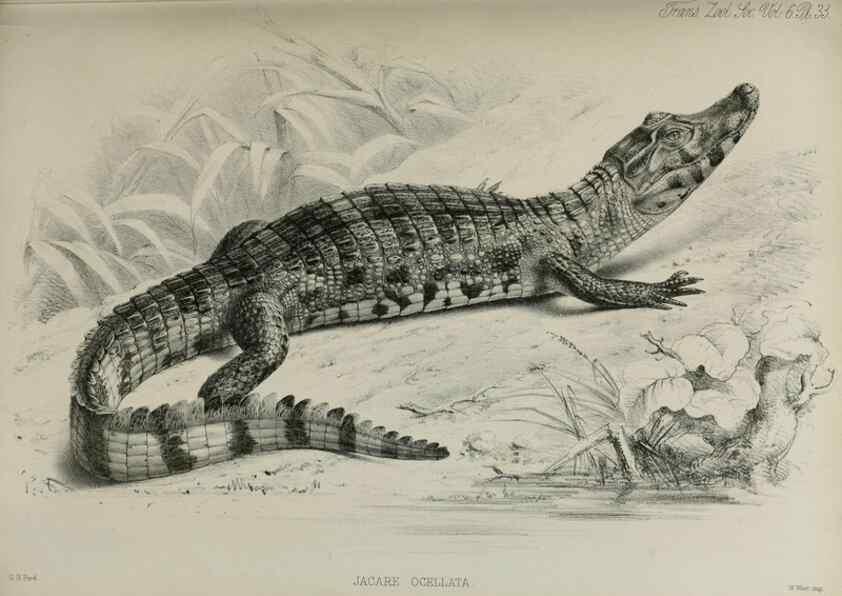 Reproducción/Reproduction 7408498086: Transactions of the Zoological Society of London.. [London] :Published for the Zoological Society of London by Academic Press