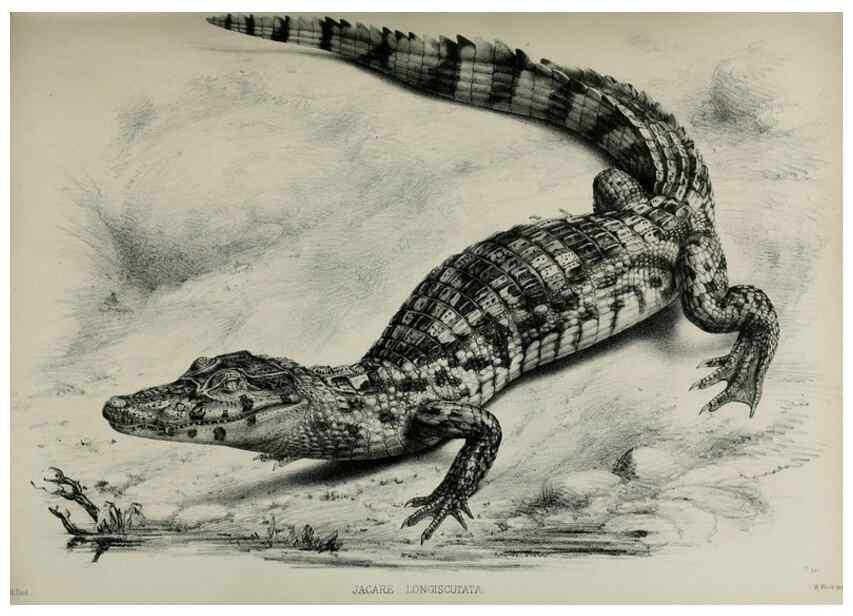Reproducción/Reproduction 7408501222: Transactions of the Zoological Society of London.. [London] :Published for the Zoological Society of London by Academic Press
