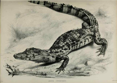 Reproducción/Reproduction 7408501222: Transactions of the Zoological Society of London.. [London] :Published for the Zoological Society of London by Academic Press