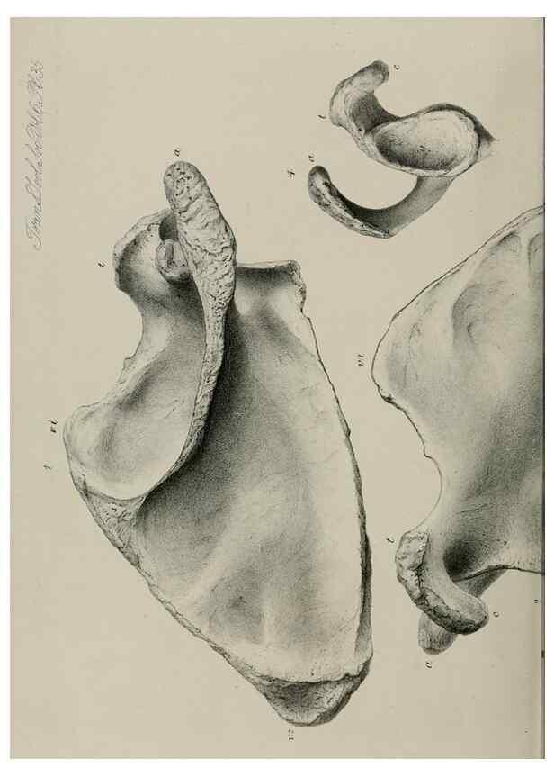 Reproducción/Reproduction 7408502716: Transactions of the Zoological Society of London.. [London] :Published for the Zoological Society of London by Academic Press