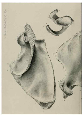 Reproducción/Reproduction 7408502716: Transactions of the Zoological Society of London.. [London] :Published for the Zoological Society of London by Academic Press