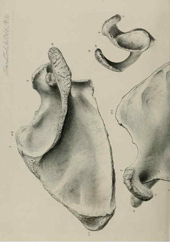 Reproducción/Reproduction 7408502716: Transactions of the Zoological Society of London.. [London] :Published for the Zoological Society of London by Academic Press