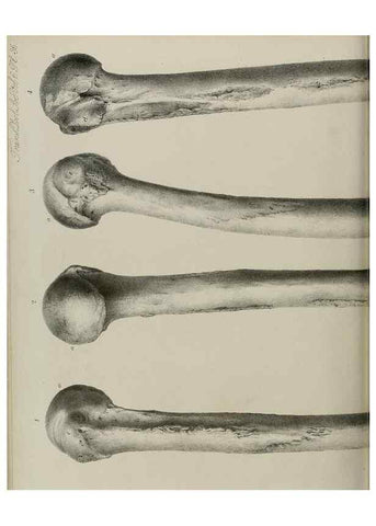 Reproducción/Reproduction 7408505602: Transactions of the Zoological Society of London.. [London] :Published for the Zoological Society of London by Academic Press